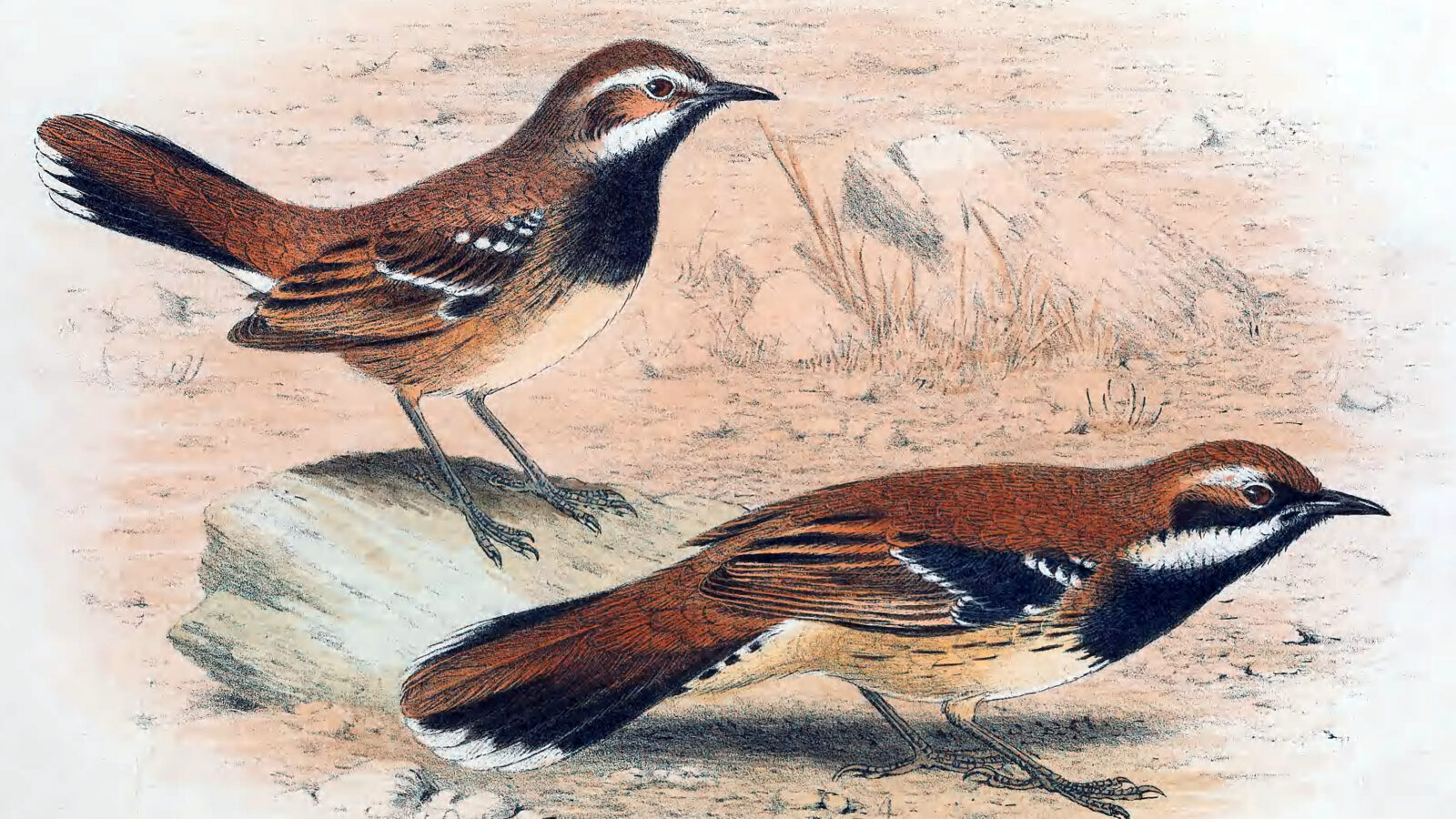 Nullarbor Quail-thrush