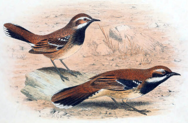 Nullarbor Quail-thrush