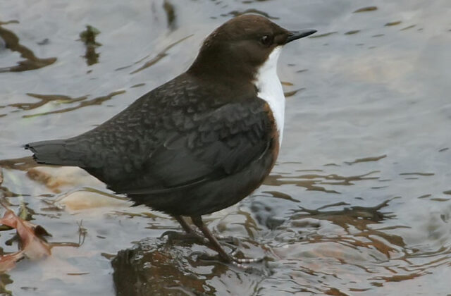 White-throated Dipper