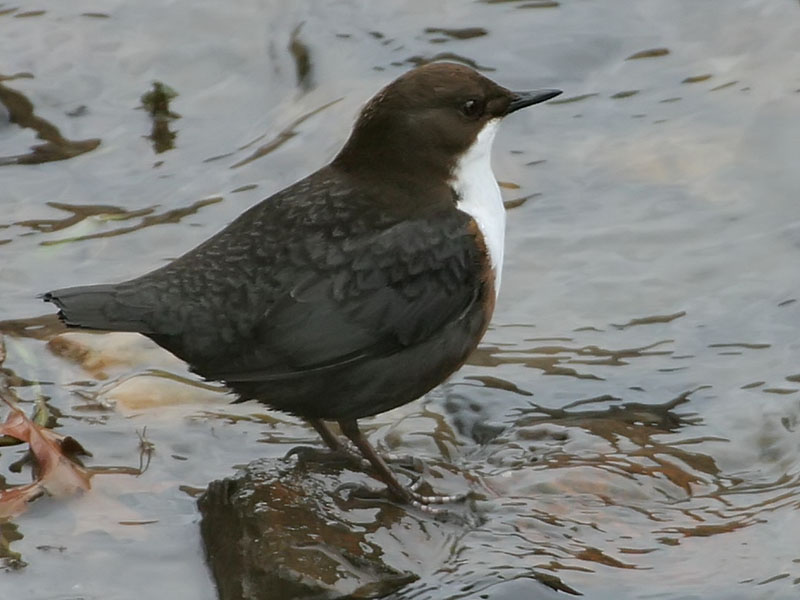 White-throated Dipper