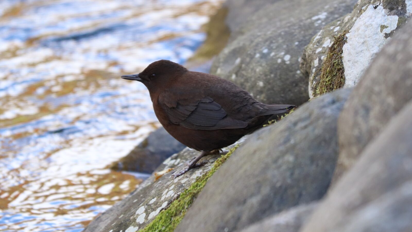 Brown Dipper