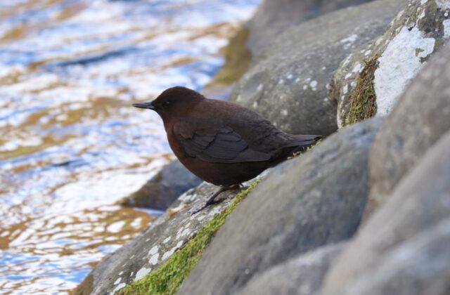 Brown Dipper