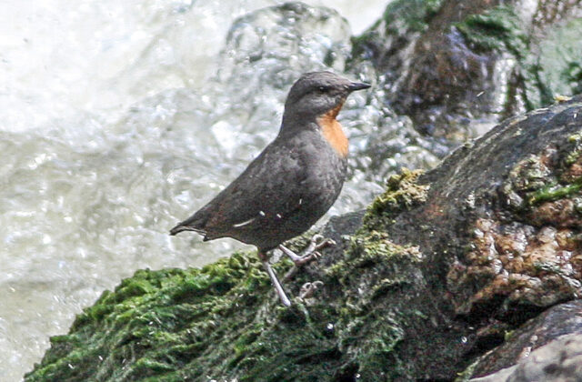 Rufous-throated Dipper