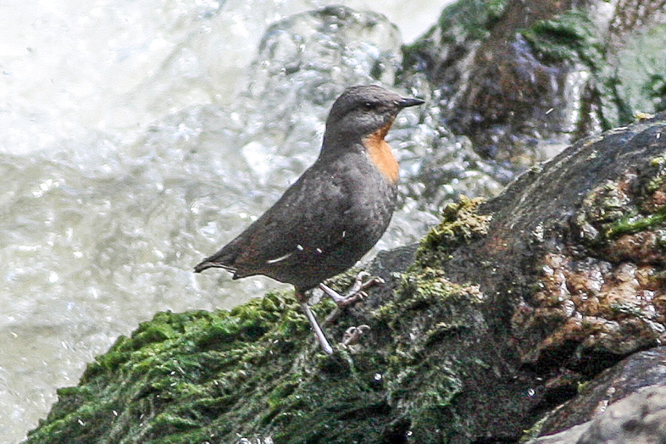 Rufous-throated Dipper