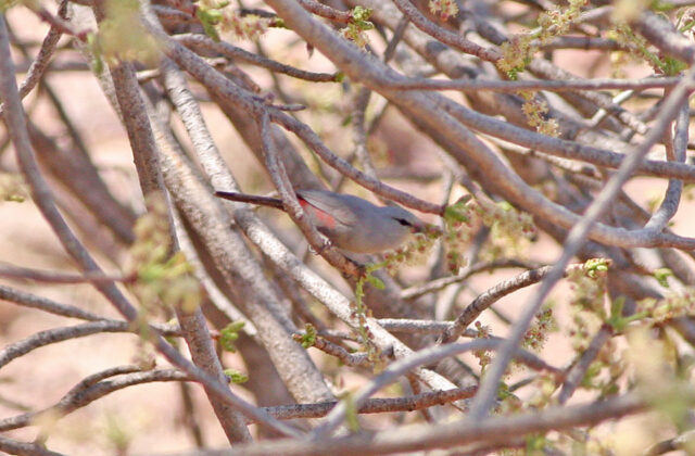 Cinderella Waxbill