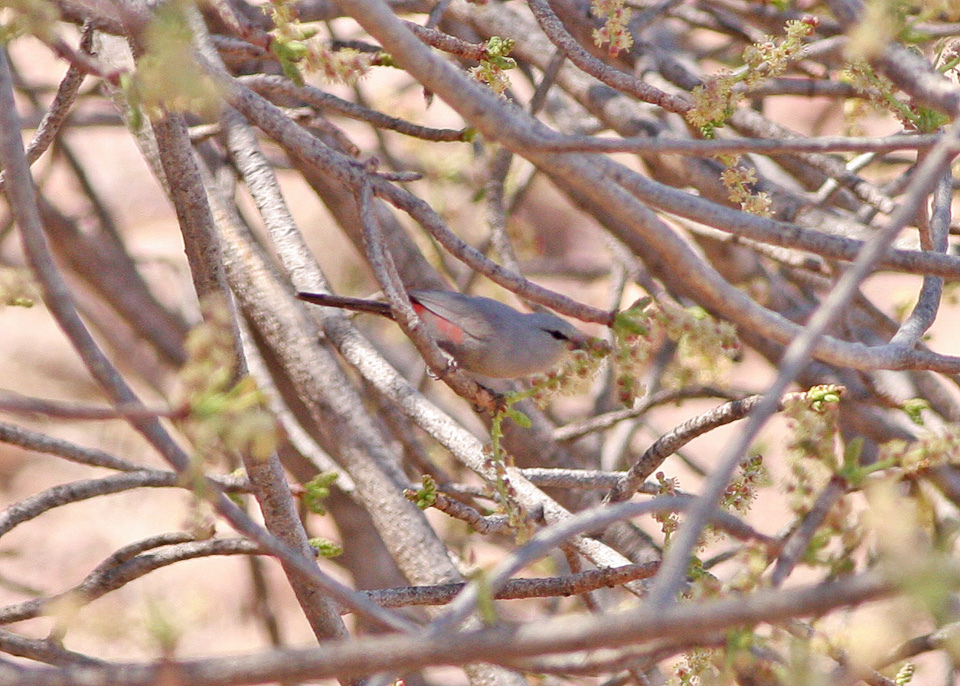 Cinderella Waxbill