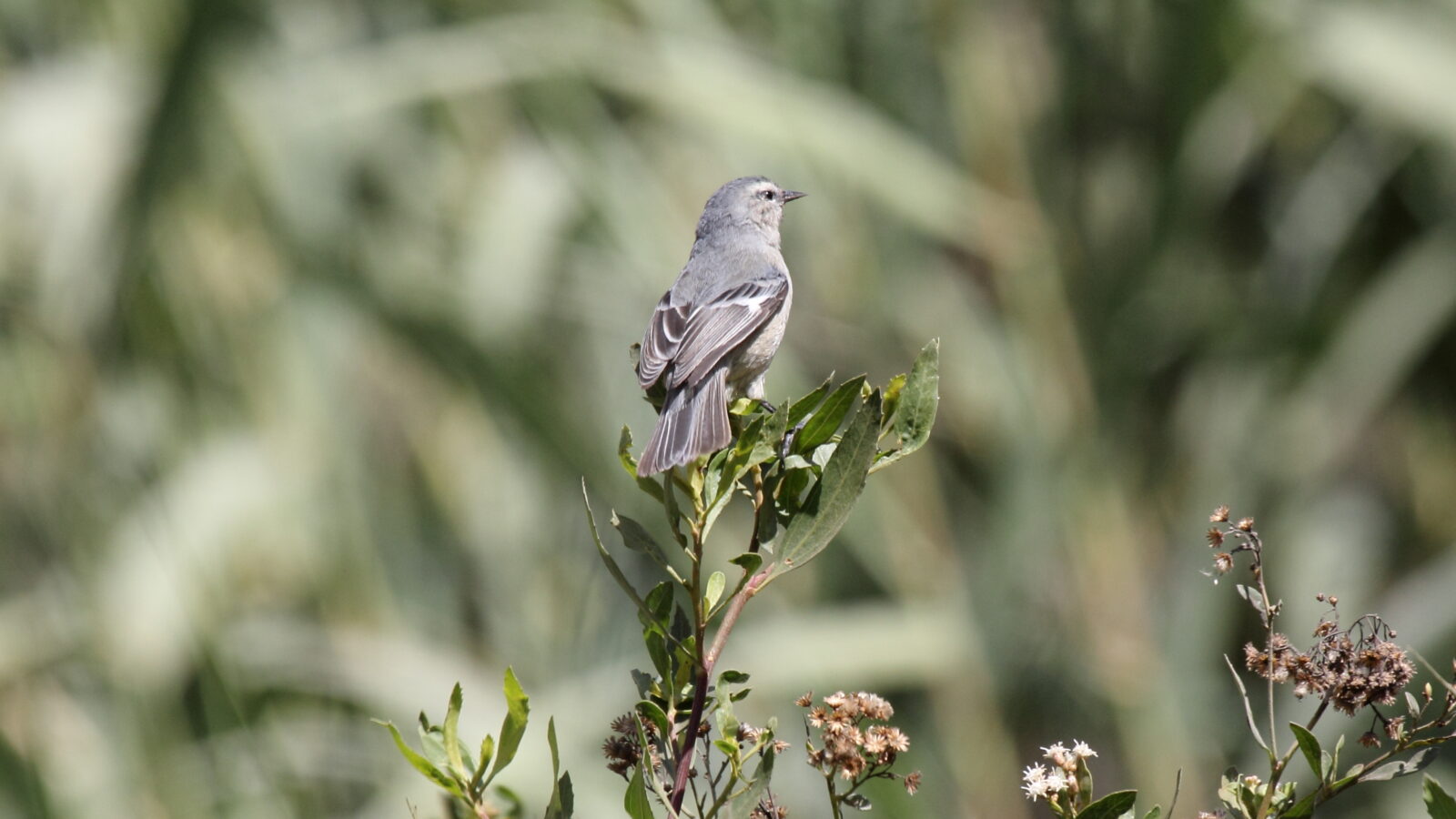 Cinereous Conebill