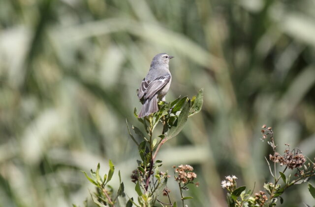 Cinereous Conebill