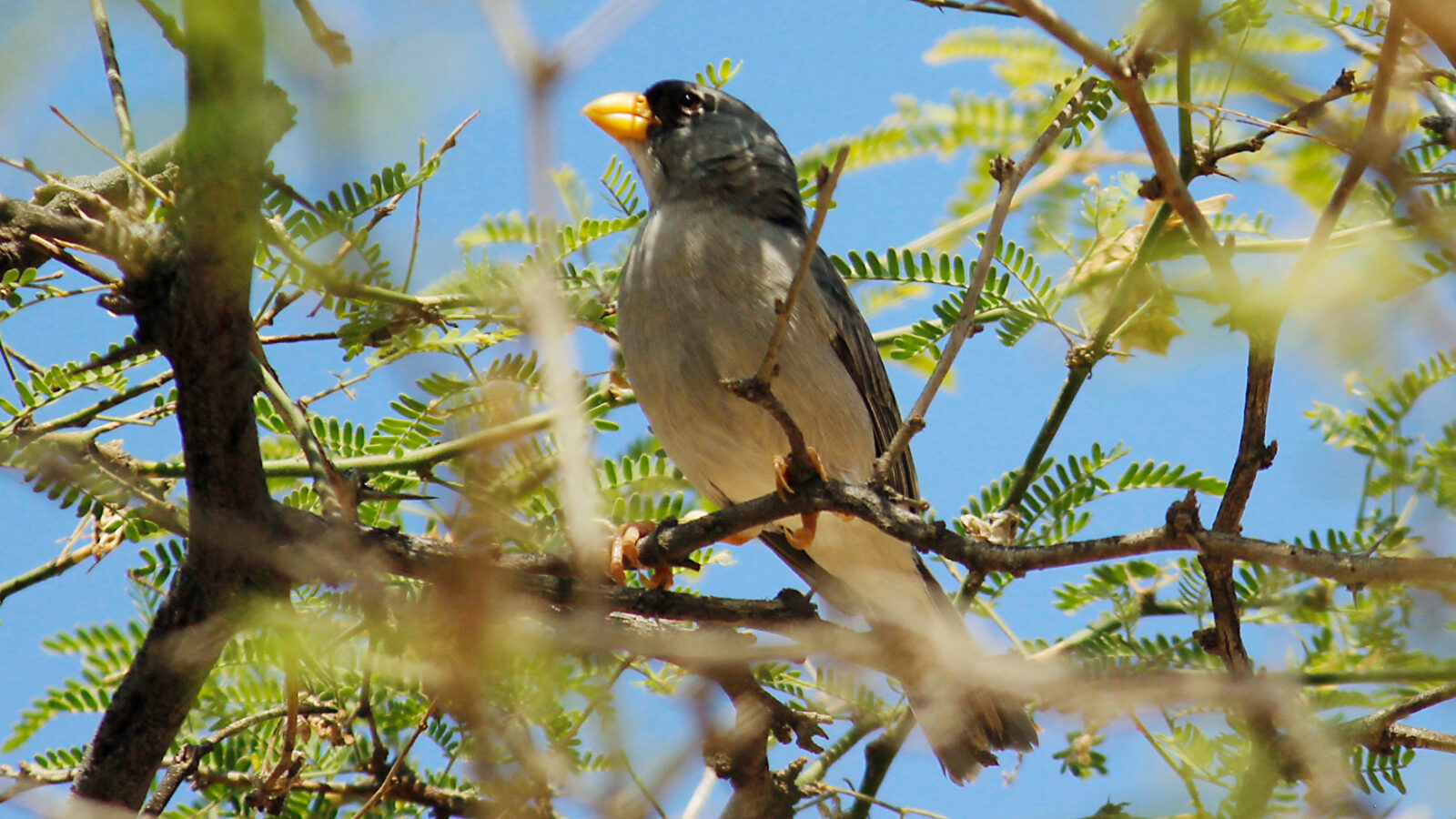 Cinereous Finch