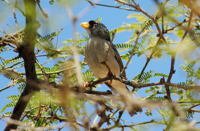 Cinereous Finch