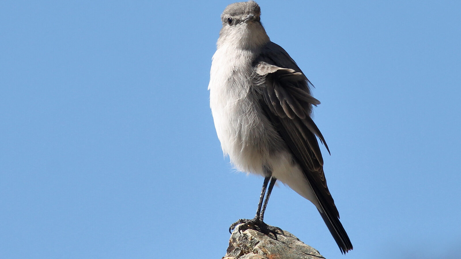 Cinereous Ground Tyrant