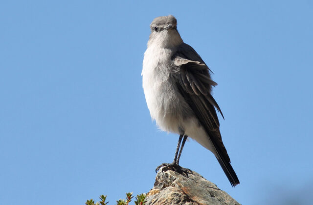 Cinereous Ground Tyrant
