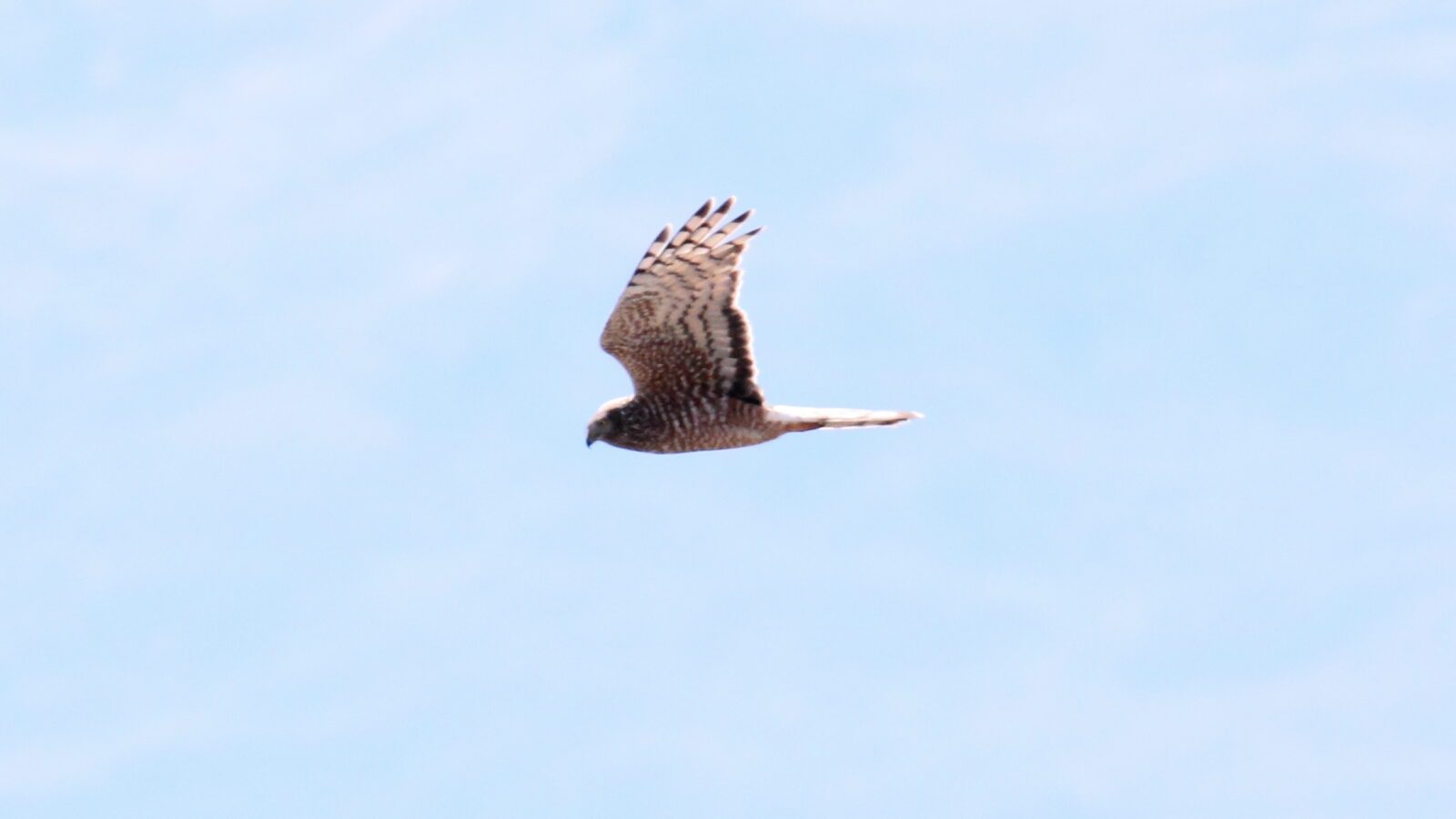 Cinereous Harrier