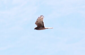 Cinereous Harrier