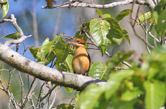 Cinnamon-banded Kingfisher