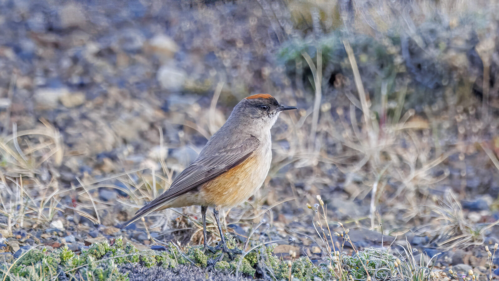 Cinnamon-bellied Ground Tyrant