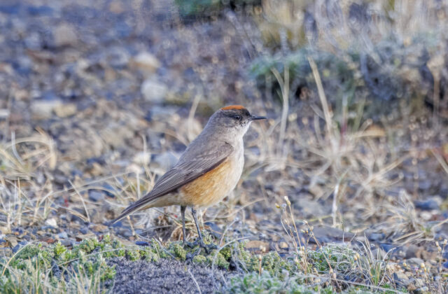 Cinnamon-bellied Ground Tyrant