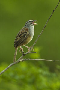 Cinnamon-tailed Sparrow