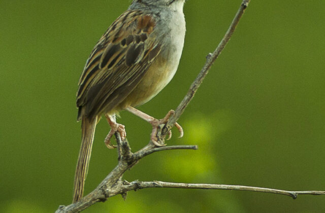 Cinnamon-tailed Sparrow
