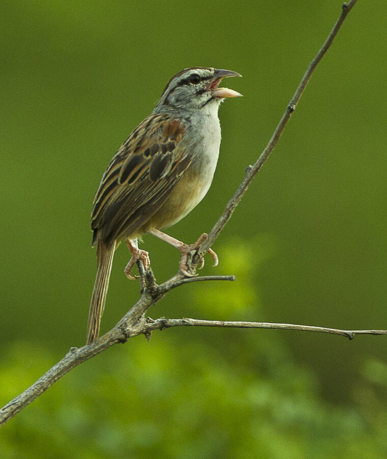 Cinnamon-tailed Sparrow