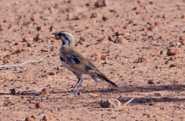 Cinnamon Quail-thrush