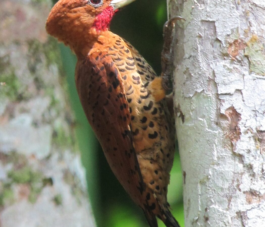 Cinnamon Woodpecker