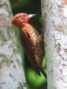 Cinnamon Woodpecker