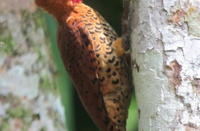 Cinnamon Woodpecker