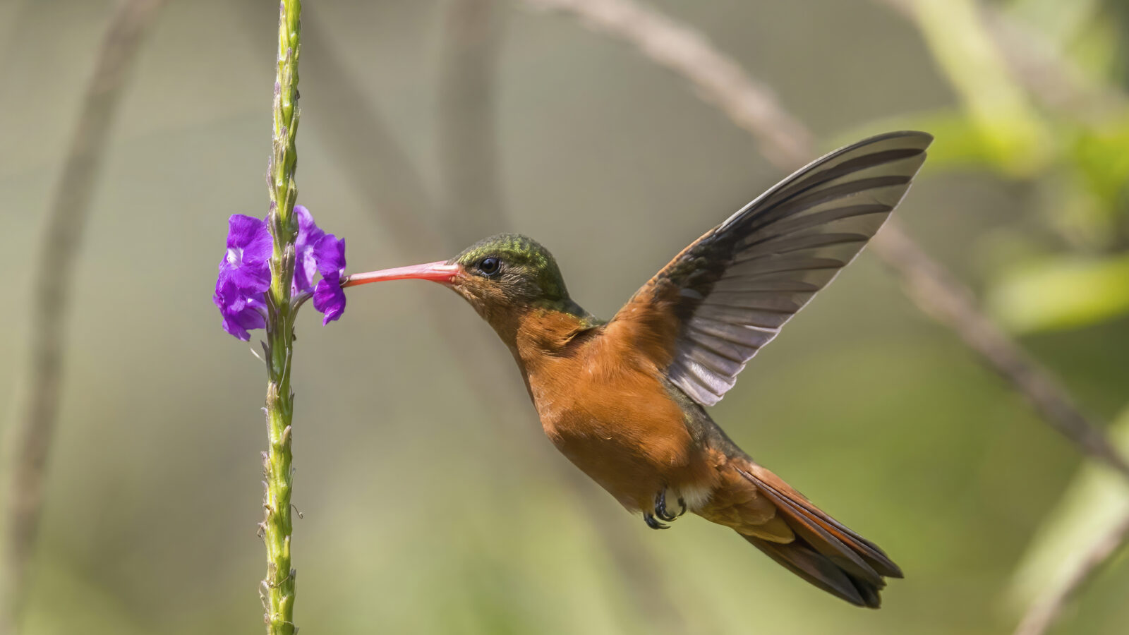 Cinnamon Hummingbird