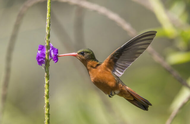 Cinnamon Hummingbird