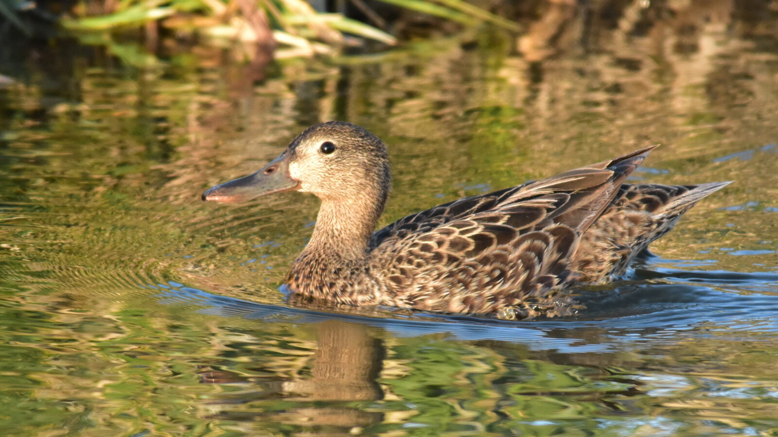 Cinnamon Teal