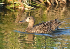 Cinnamon Teal