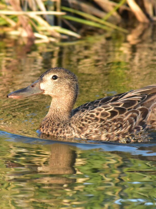 Cinnamon Teal