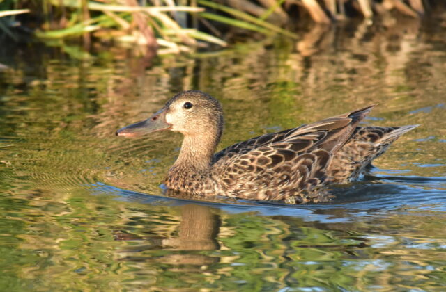 Cinnamon Teal