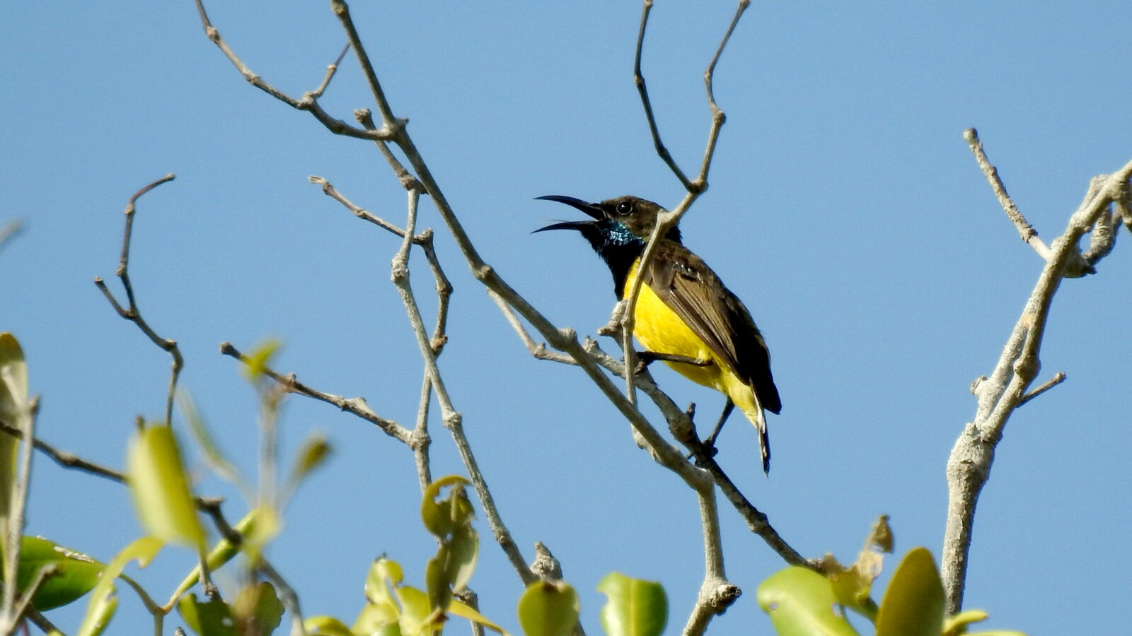 Tukangbesi Sunbird