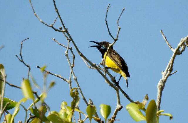 Tukangbesi Sunbird
