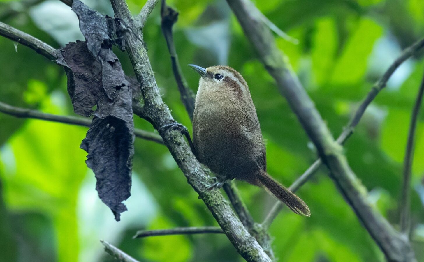 Fulvous Wren