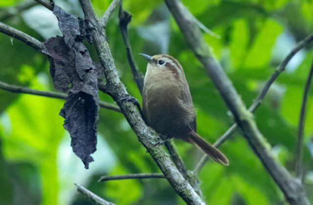 Fulvous Wren
