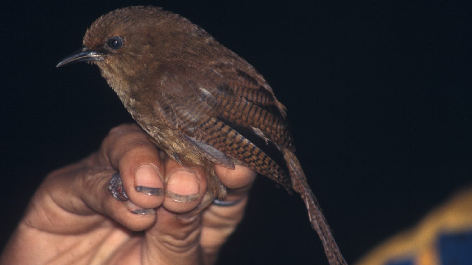 Sepia-brown Wren