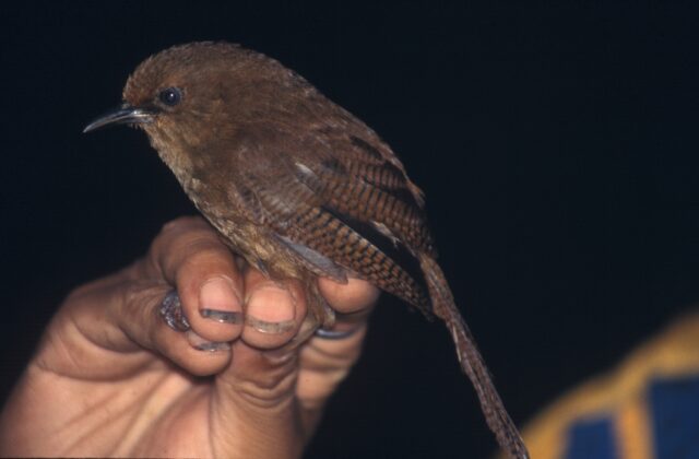 Sepia-brown Wren