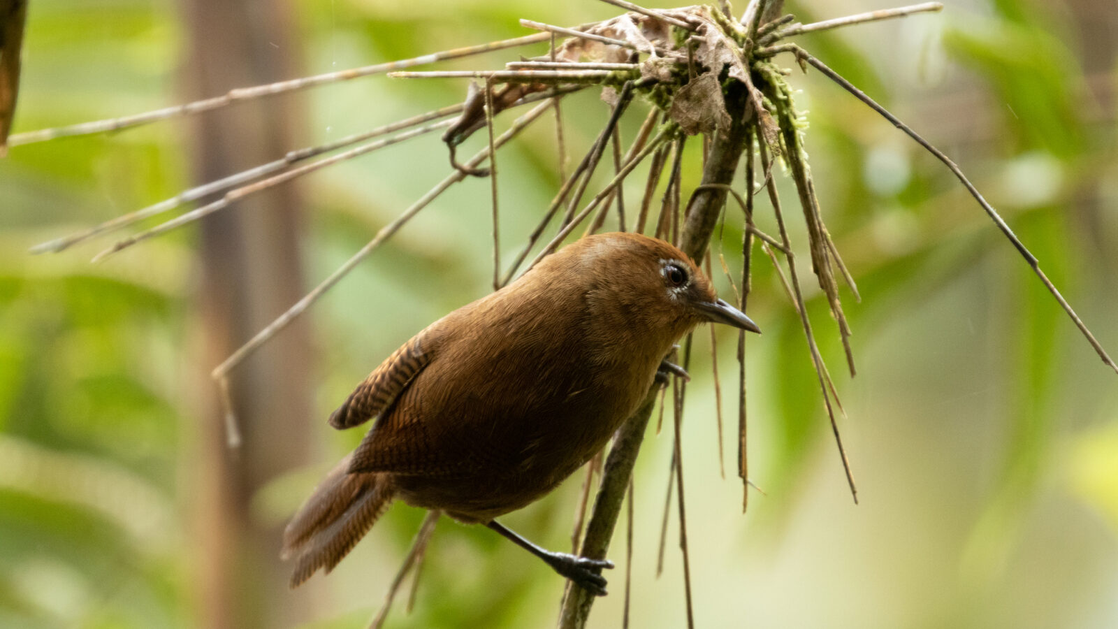 Peruvian Wren