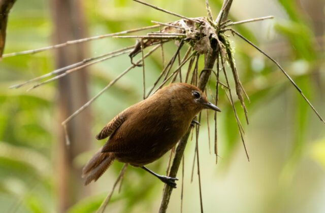 Peruvian Wren