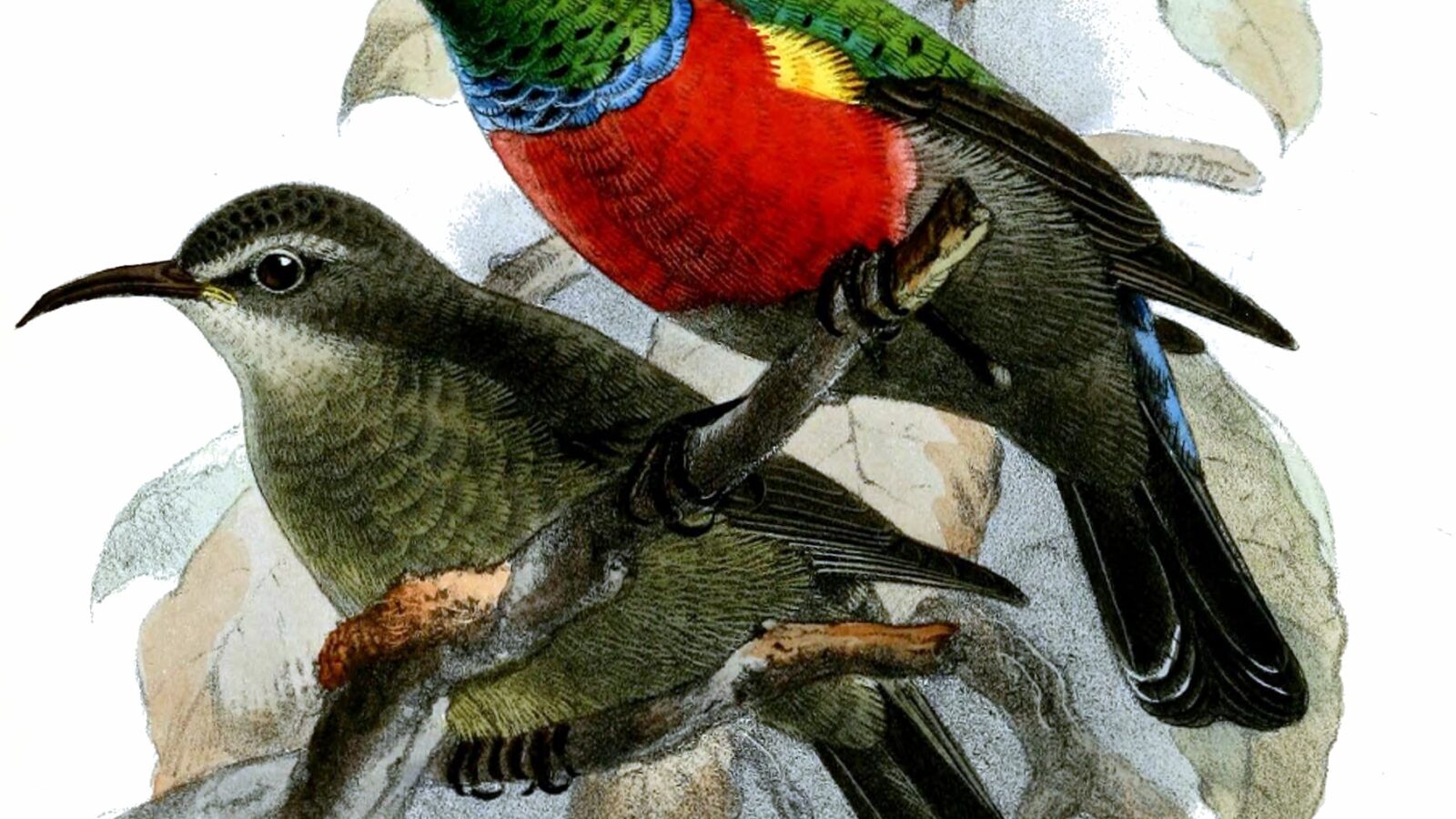 Ludwig’s Double-collared Sunbird