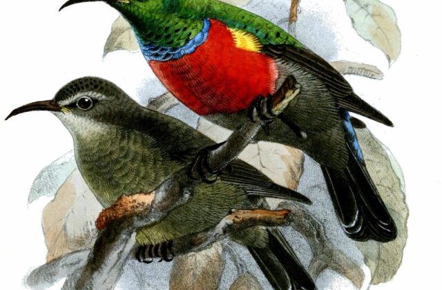 Ludwig’s Double-collared Sunbird