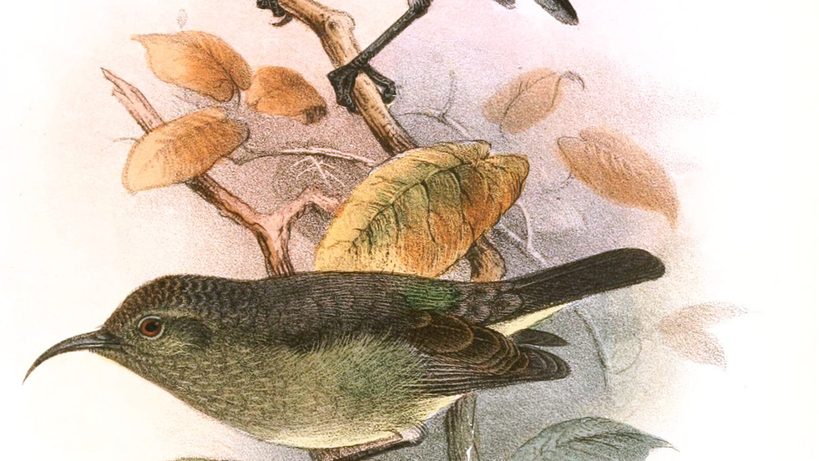 Neergaard’s Sunbird