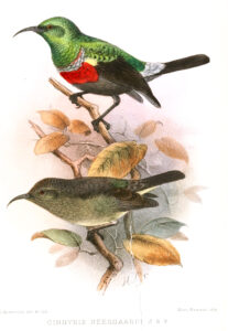 Neergaard’s Sunbird