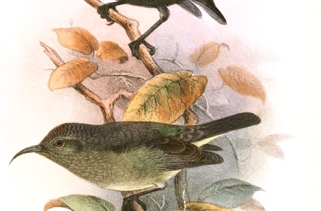 Neergaard’s Sunbird