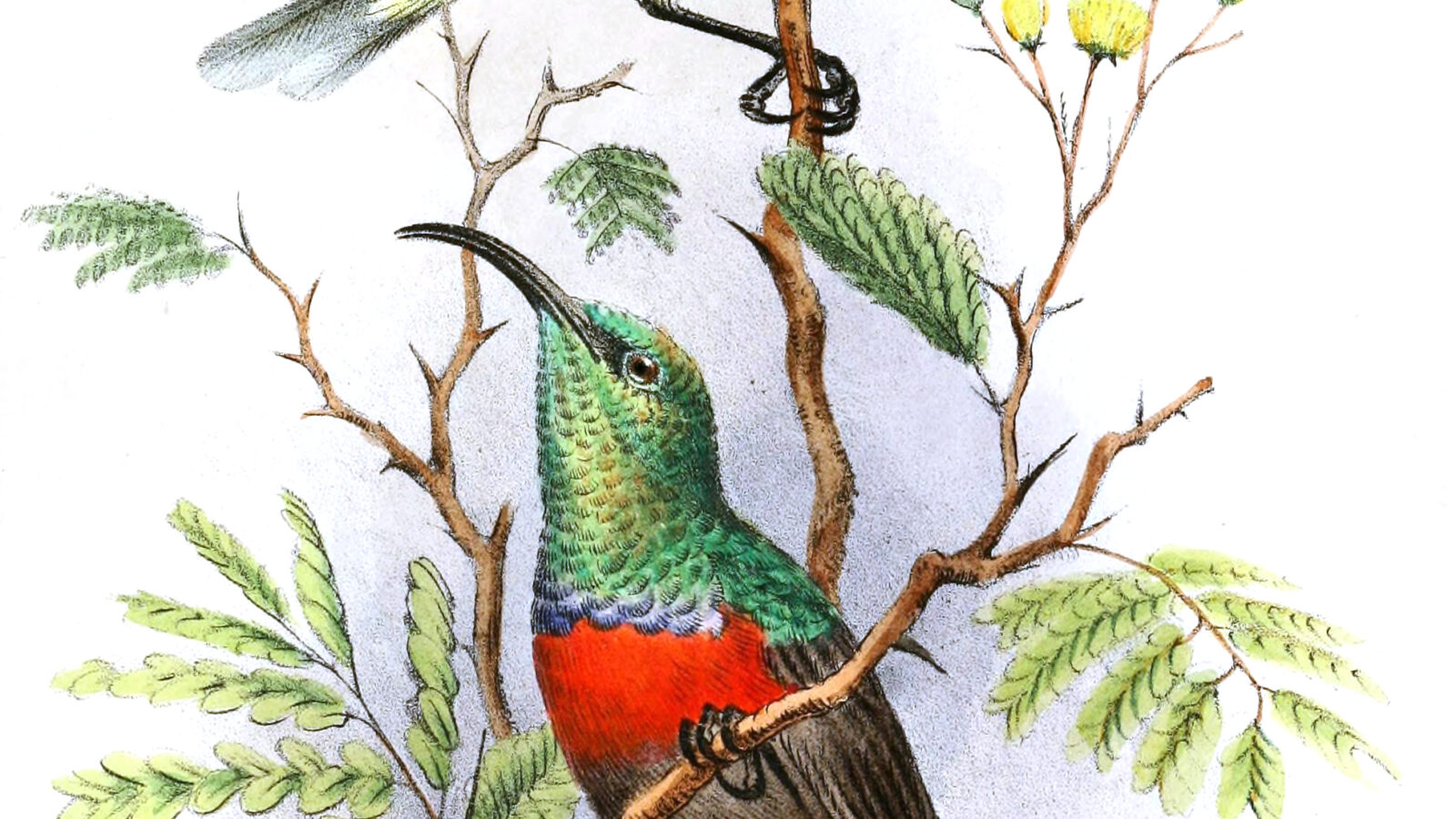 Shelley’s Sunbird