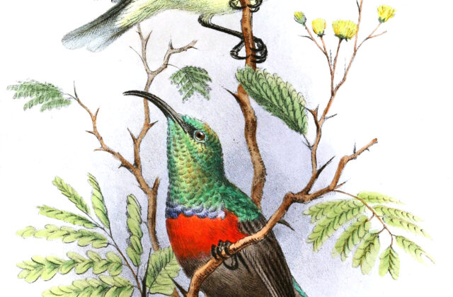 Shelley’s Sunbird