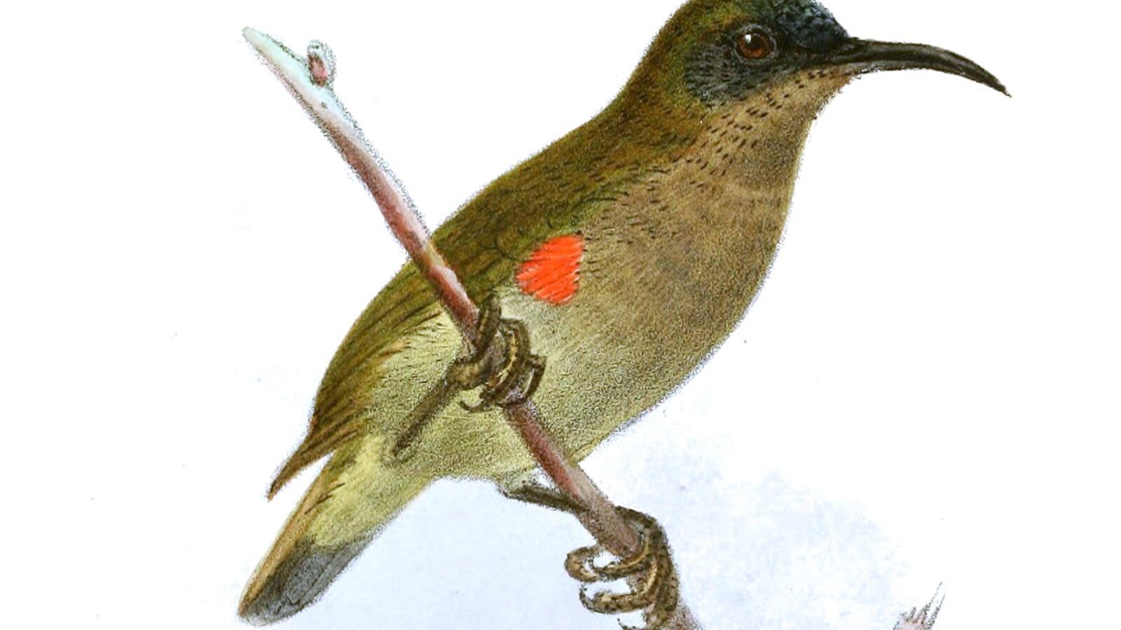 Ursula’s Sunbird